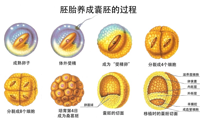 胚胎培养成囊胚的流程示意图